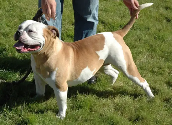 american bulldog female epic bullies moulin rouge of scb dam born 07 american bulldog female epic bullies moulin rouge of scb dam born 07