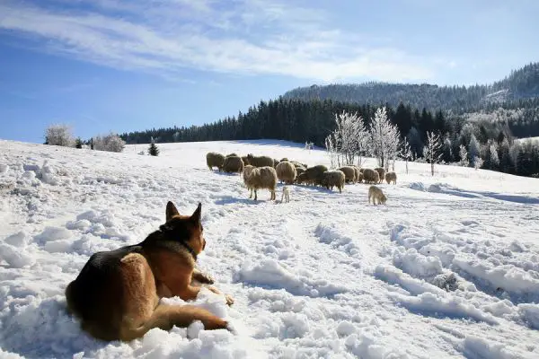 German Shepherd watching flock