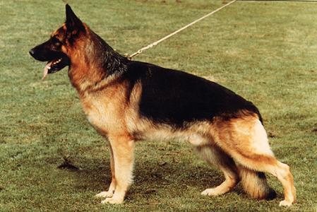VA7 Gundo vom Trienzbachtal