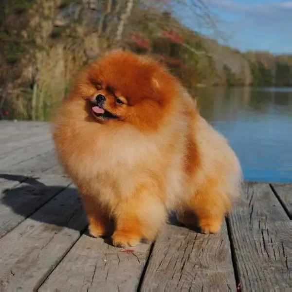 Pomeranian