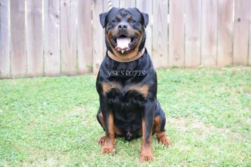Rottweiler