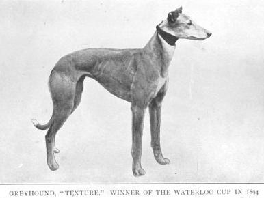 Greyhound