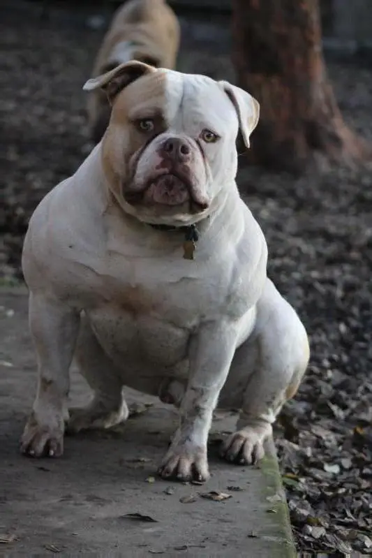 American Bulldog