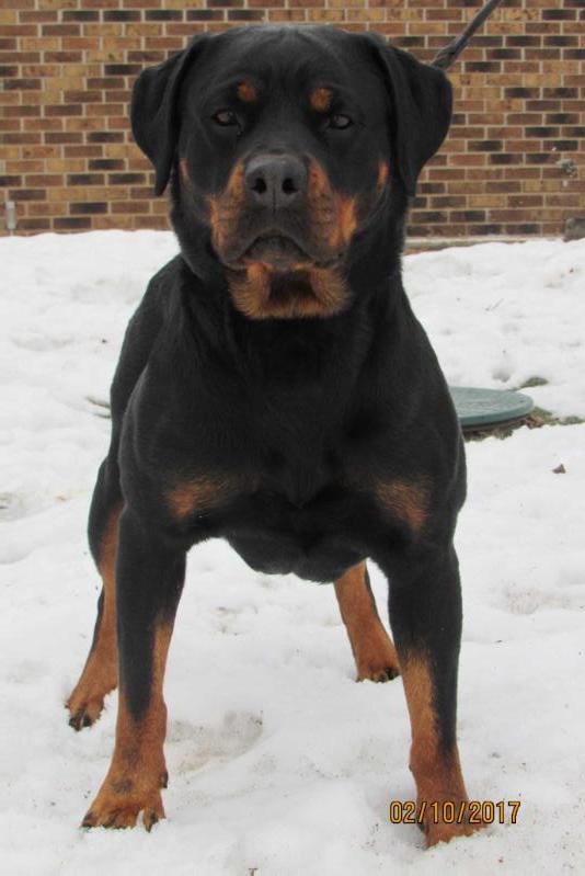 Rottweiler