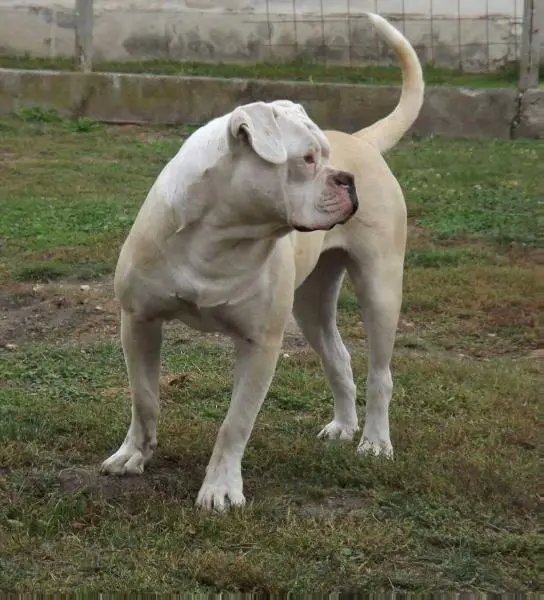 American Bulldog