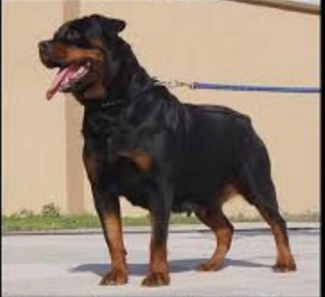 Rottweiler