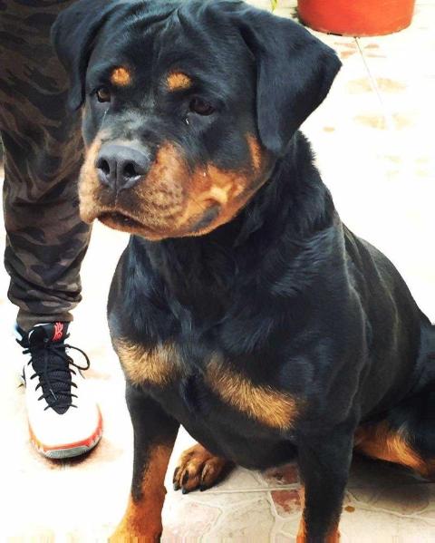 Rottweiler