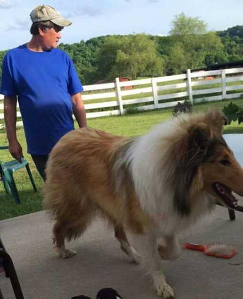 Rough Collie