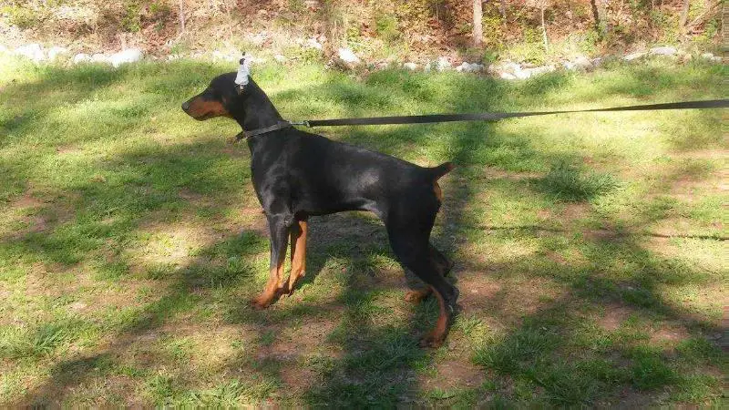 Doberman Pinscher