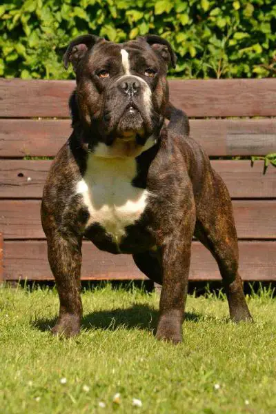 Olde English Bulldogge