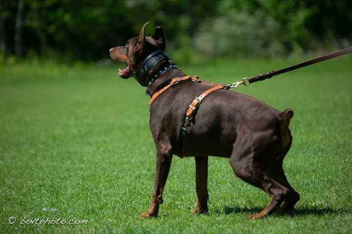 Doberman Pinscher