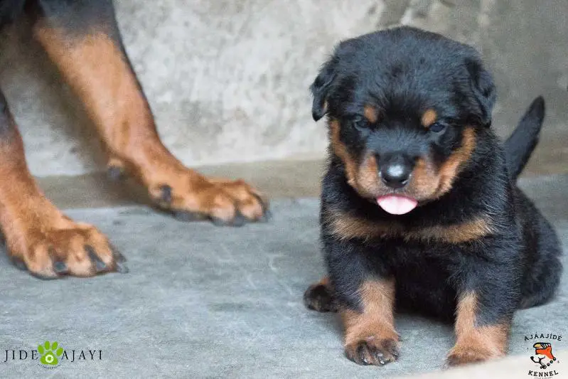 Rottweiler