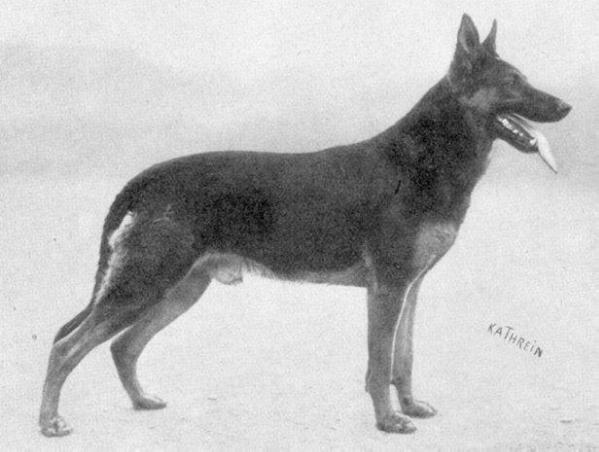 German Shepherd Dog